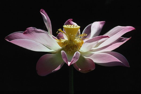 687044 Lotus Flower A4 Photo Print