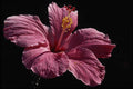 687045 Pink Hibiscus Flower Head, Majorca A4 Photo Print