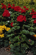 687046 Flowerbed A4 Photo Print