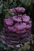 687047 Purple Plant A4 Photo Print