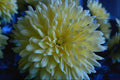 687048 Flower, Still Life A4 Photo Print