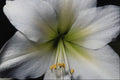 687049 Lily Close up A4 Photo Print