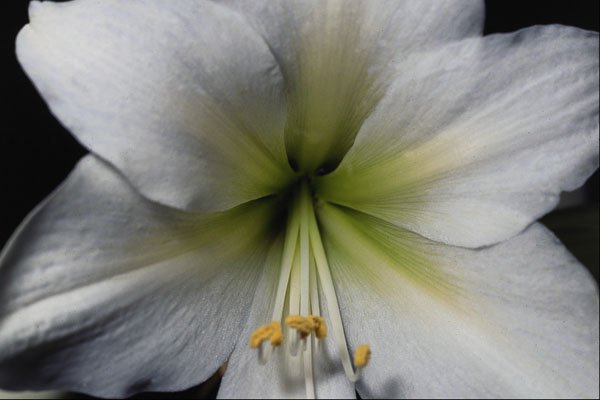 687049 Lily Close up A4 Photo Print