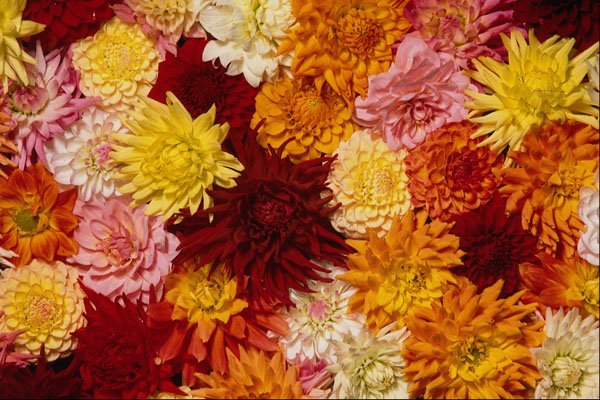 687050 Dahlia Cornucopia A4 Photo Print