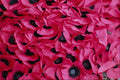 687051 Poppy Day A4 Photo Print