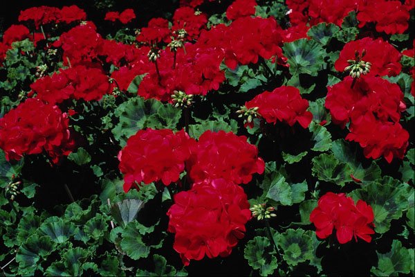 687052 Red Flowers A4 Photo Print