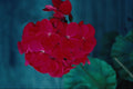 687054 Geranium Bloom Head, Whitby, Ontario, Canada A4 Photo Print
