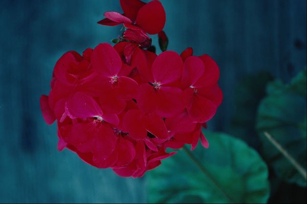 687054 Geranium Bloom Head, Whitby, Ontario, Canada A4 Photo Print