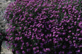 687057 Lobelia Bush A4 Photo Print