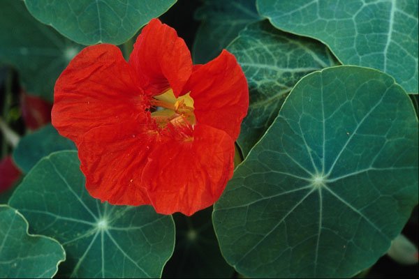 687058 Red Astrurchan Flower A4 Photo Print