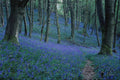 687060 Bluebells in wood, England A4 Photo Print