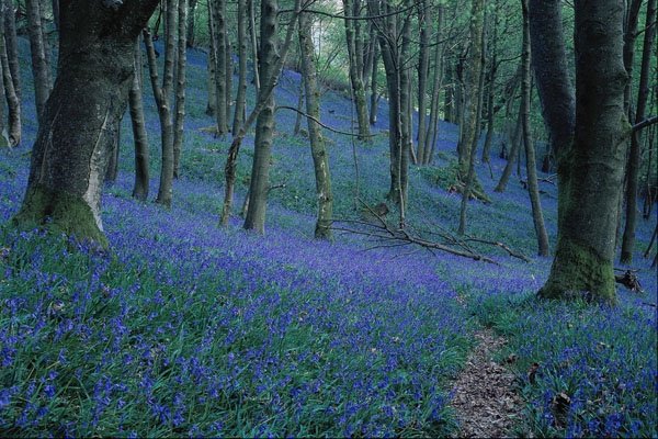 687060 Bluebells in wood, England A4 Photo Print