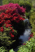 687062 Rhododendrons And Stream A4 Photo Print