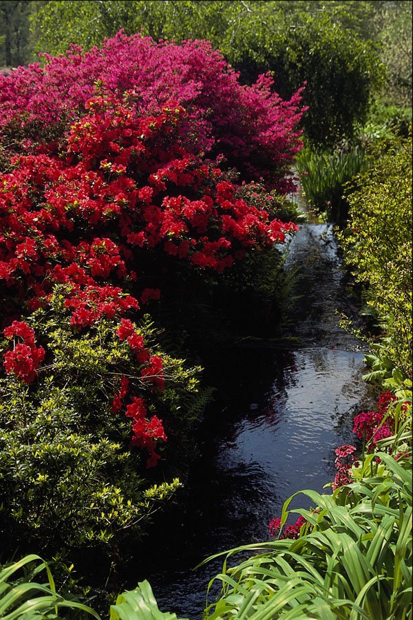 687062 Rhododendrons And Stream A4 Photo Print