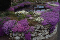 687063 Pond With Aubrieta, Arabii And Bridge A4 Photo Print