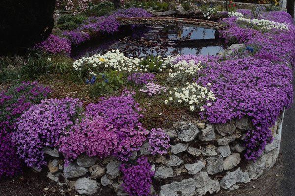 687063 Pond With Aubrieta, Arabii And Bridge A4 Photo Print