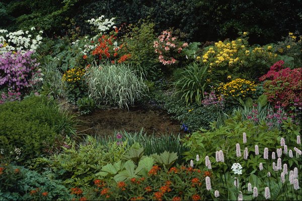 687064 Pond, Early Summer, Bog Garden A4 Photo Print