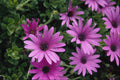687067 Cactus, Osteospermum A4 Photo Print