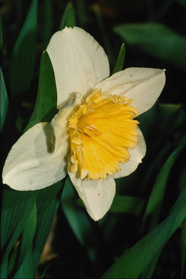 687070 Daffodil, Hardy Perennial A4 Photo Print