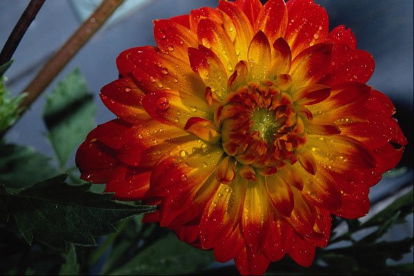 687071 Hybrid Dahlia A4 Photo Print