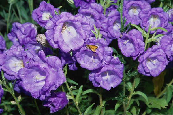 687072 Canterbury Bells, Hardy Common Biennial Flower A4 Photo Print