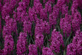 687075 Hyacinthus A4 Photo Print