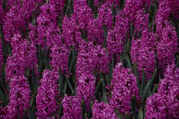 687075 Hyacinthus A4 Photo Print