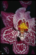 687076 Odontoglossum Orchid A4 Photo Print