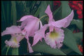 687077 Catalaya Orchid A4 Photo Print