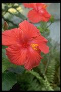 687078 Hibiscus A4 Photo Print