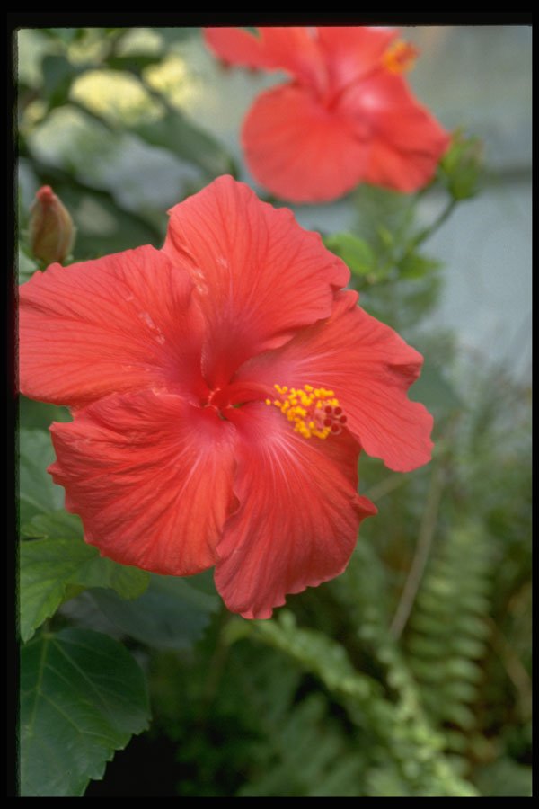 687078 Hibiscus A4 Photo Print