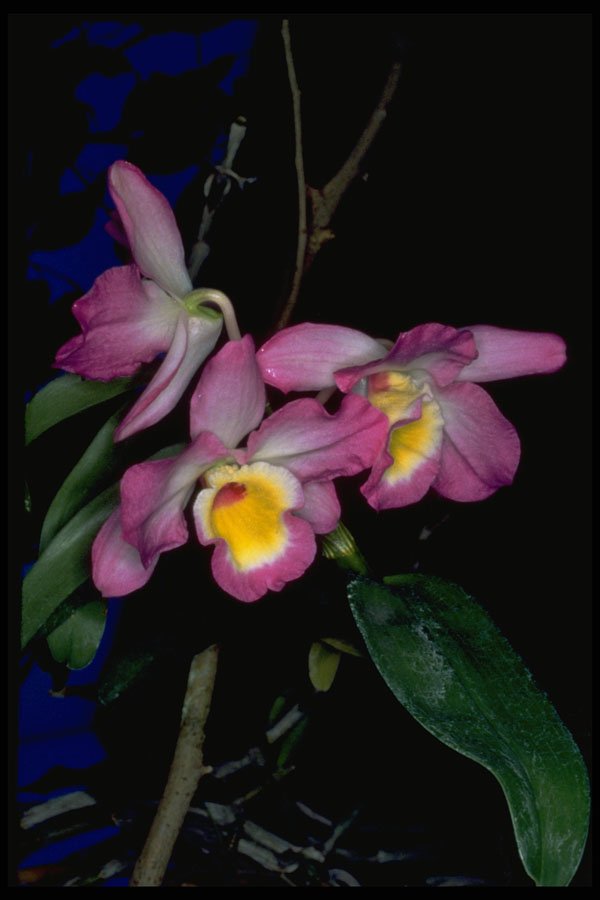 687079 Dendrobium Nobile A4 Photo Print