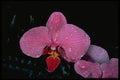 687080 Zuma Firefly A4 Photo Print