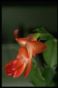 687081 Cactus Blossom, Edmonton, Canada A4 Photo Print