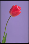 687082 Tulip A4 Photo Print