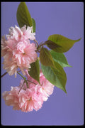 687083 Cherry Blossoms A4 Photo Print