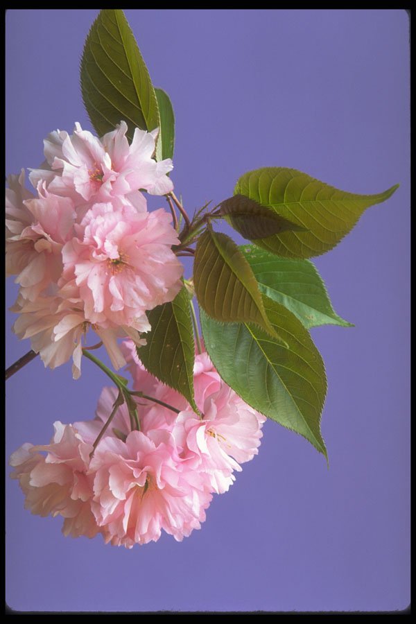 687083 Cherry Blossoms A4 Photo Print