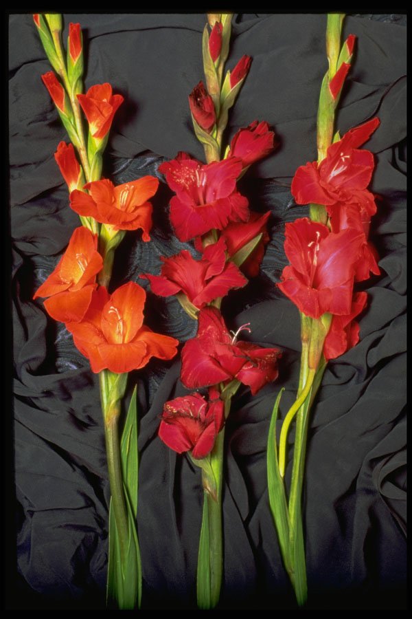 687084 Red, Orange And Scarlet Gladiolus A4 Photo Print