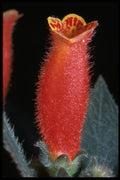 687085 Kohleria A4 Photo Print