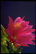 687086 Orchid Cactus A4 Photo Print