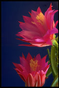 687087 Two Orchid Cactus Blooms A4 Photo Print