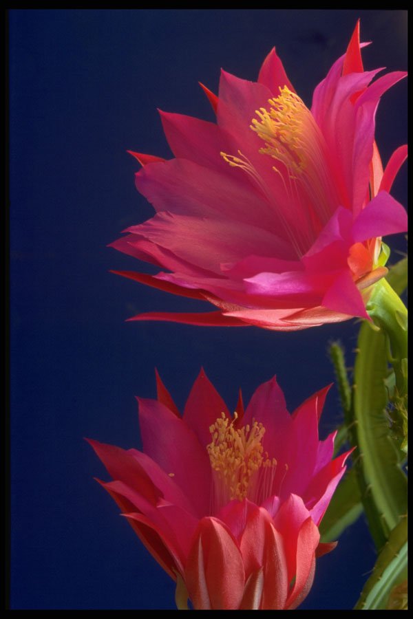 687087 Two Orchid Cactus Blooms A4 Photo Print