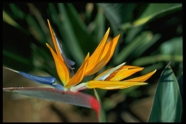 687088 Bird Of Paradise A4 Photo Print