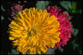 687089 Zinnias A4 Photo Print