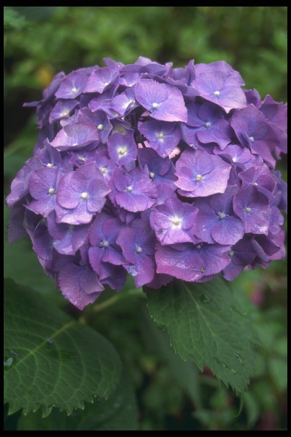 687090 Purple Flowers, Butchart Gardens, Victoria, B.C. A4 Photo Print