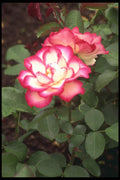 687091 Roses, Butchart Gardens, Victoria, B.C. A4 Photo Print