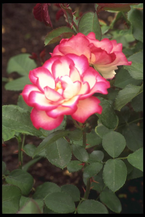 687091 Roses, Butchart Gardens, Victoria, B.C. A4 Photo Print