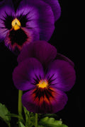 687092 Duet Of Purple Pansies, Washington State A4 Photo Print