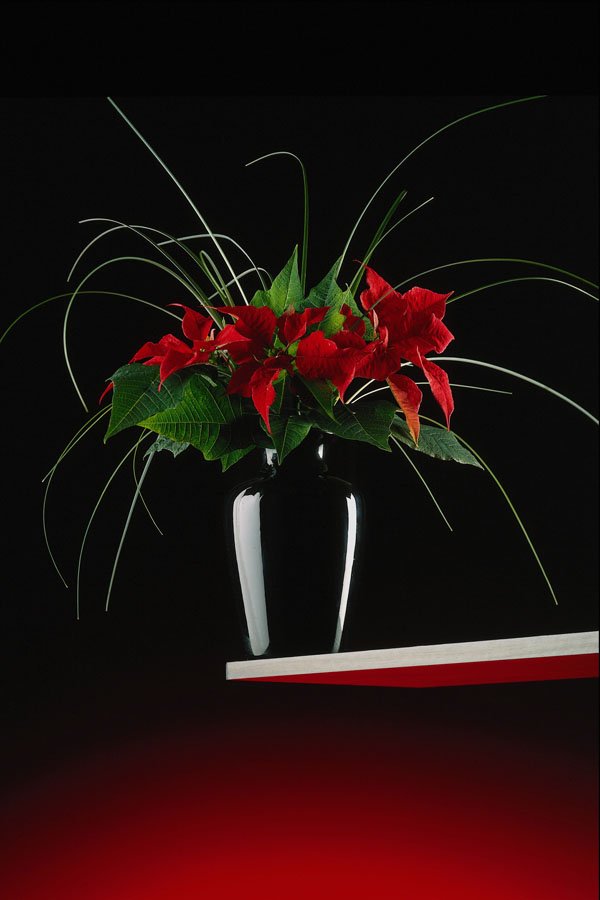 687093 Flowers, Abstract Still Life A4 Photo Print
