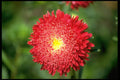 687094 Red Flower A4 Photo Print